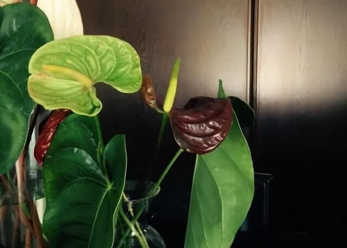 Entredos 3* Guijuelo